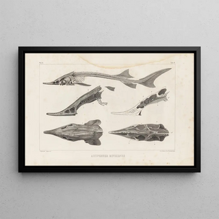 Louis Agassiz - Recherches sur les poissons fossiles Pl110.webp