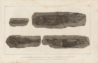 Louis Agassiz - Recherches sur les poissons fossiles Pl121.webp