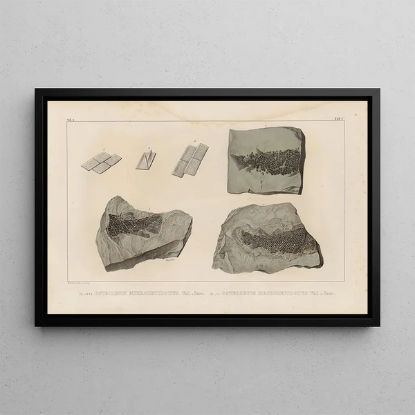 Louis Agassiz - Recherches sur les poissons fossiles Pl124.webp