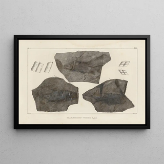 Louis Agassiz - Recherches sur les poissons fossiles Pl131.webp