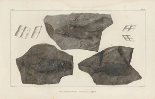 Louis Agassiz - Recherches sur les poissons fossiles Pl131.webp