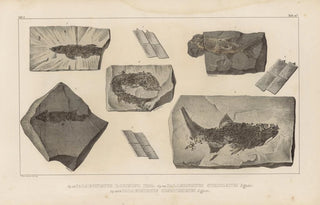 Louis Agassiz - Recherches sur les poissons fossiles Pl136.webp