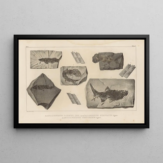 Louis Agassiz - Recherches sur les poissons fossiles Pl136.webp
