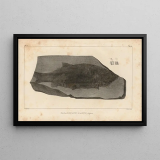 Louis Agassiz - Recherches sur les poissons fossiles Pl141.webp
