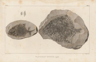 Louis Agassiz - Recherches sur les poissons fossiles Pl146.webp