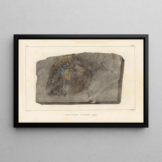 Louis Agassiz - Recherches sur les poissons fossiles Pl147.webp