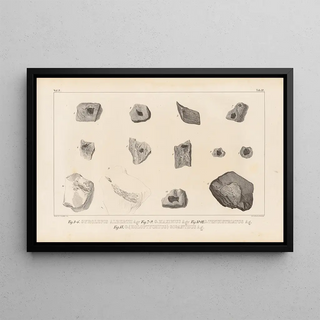 Louis Agassiz - Recherches sur les poissons fossiles Pl150.webp
