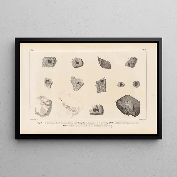 Louis Agassiz - Recherches sur les poissons fossiles Pl150.webp