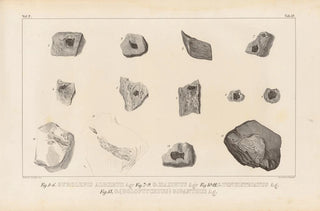 Louis Agassiz - Recherches sur les poissons fossiles Pl150.webp