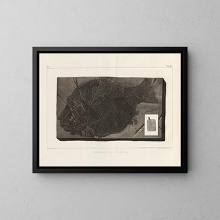 Louis Agassiz - Recherches sur les poissons fossiles Pl156.webp