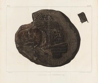 Recherches sur les poissons fossiles Pl. 157 - Louis Agassiz — näkymä teoksesta