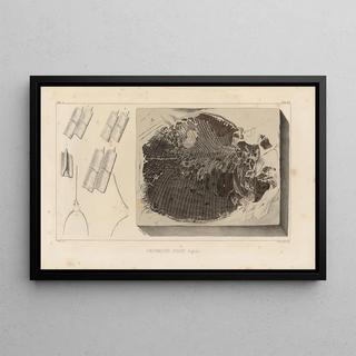 Louis Agassiz - Recherches sur les poissons fossiles Pl164.webp