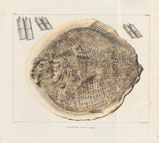 Louis Agassiz - Recherches sur les poissons fossiles Pl166.webp