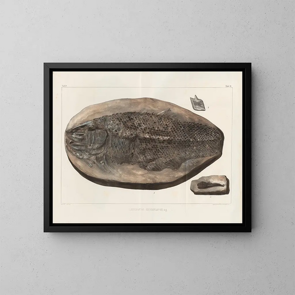 Recherches sur les poissons fossiles - Louis Agassiz — kehystetty taideteos seinällä