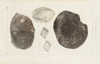 Louis Agassiz - Recherches sur les poissons fossiles Pl185.webp