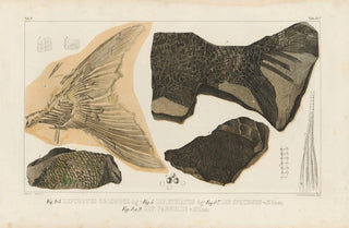 Louis Agassiz - Recherches sur les poissons fossiles Pl187.webp
