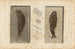 Louis Agassiz - Kalojen fossiilien tutkimukset Pl192 — näkymä teoksesta