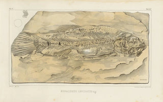 Louis Agassiz - Recherches sur les poissons fossiles Pl208.webp