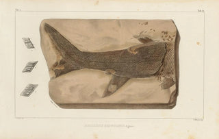 Louis Agassiz - Recherches sur les poissons fossiles Pl209.webp