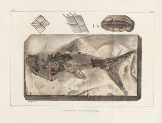 Recherches sur les poissons fossiles - Louis Agassiz — näkymä teoksesta