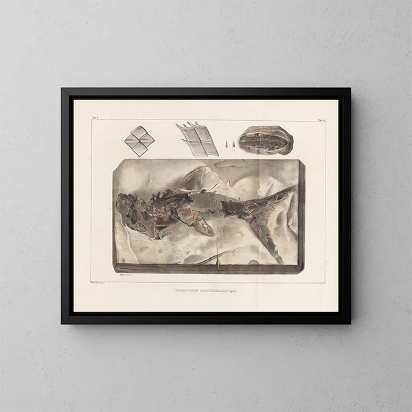 Recherches sur les poissons fossiles - Louis Agassiz — kehystetty taideteos seinällä