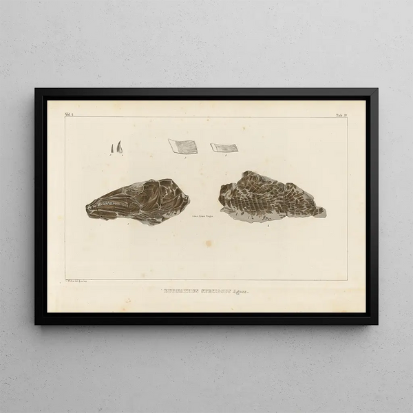 Louis Agassiz - Recherches sur les poissons fossiles Pl217.webp