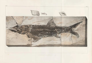 Louis Agassiz - Recherches sur les poissons fossiles Pl218.webp