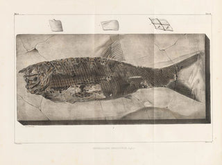 Louis Agassiz - Recherches sur les poissons fossiles Pl220.webp