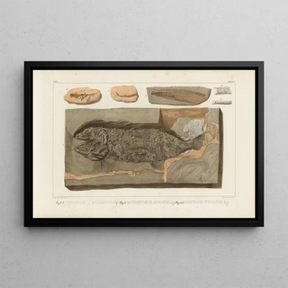 Louis Agassiz - Recherches sur les poissons fossiles Pl222.webp