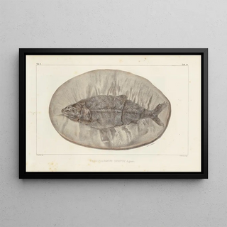 Louis Agassiz - Recherches sur les poissons fossiles Pl223.webp