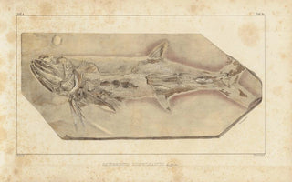 Louis Agassiz - Recherches sur les poissons fossiles Pl225.webp
