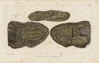 Louis Agassiz - Recherches sur les poissons fossiles Pl229.webp