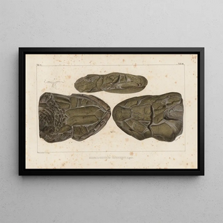 Louis Agassiz - Recherches sur les poissons fossiles Pl229.webp