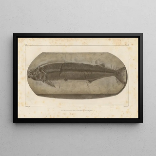 Louis Agassiz - Recherches sur les poissons fossiles Pl232.webp