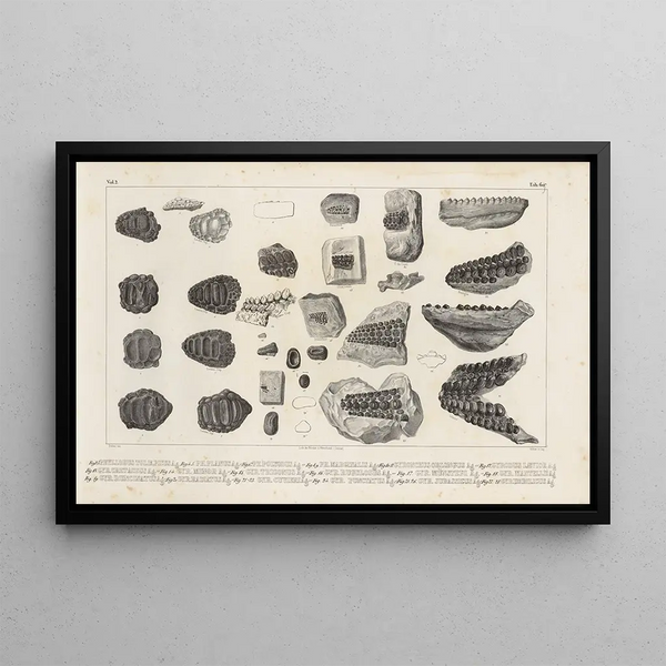 Louis Agassiz - Recherches sur les poissons fossiles Pl243.webp