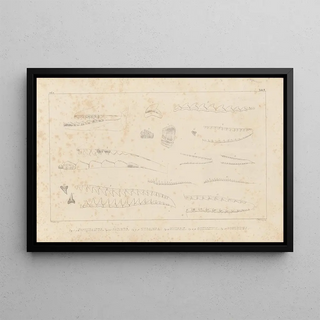 Louis Agassiz - Recherches sur les poissons fossiles Pl257.webp