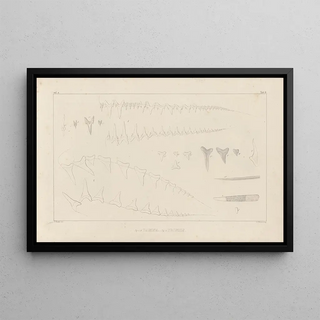 Louis Agassiz - Recherches sur les poissons fossiles Pl259.webp