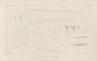 Louis Agassiz - Recherches sur les poissons fossiles Pl259.webp