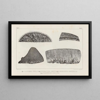 Louis Agassiz - Recherches sur les poissons fossiles Pl263.webp