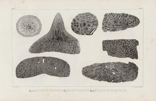 Louis Agassiz - Recherches sur les poissons fossiles Pl265.webp