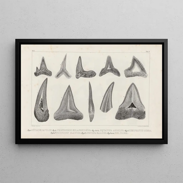 Louis Agassiz - Recherches sur les poissons fossiles Pl267.webp