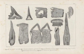 Louis Agassiz - Recherches sur les poissons fossiles Pl268.webp
