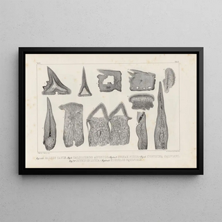 Louis Agassiz - Recherches sur les poissons fossiles Pl268.webp