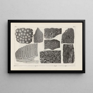 Louis Agassiz - Recherches sur les poissons fossiles Pl272.webp