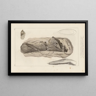 Louis Agassiz - Recherches sur les poissons fossiles Pl275.webp