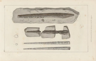 Louis Agassiz - Recherches sur les poissons fossiles Pl279.webp