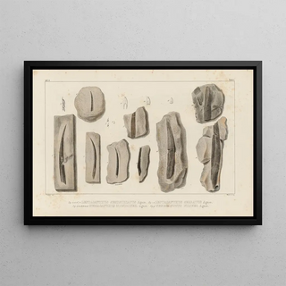 Louis Agassiz - Recherches sur les poissons fossiles Pl280.webp