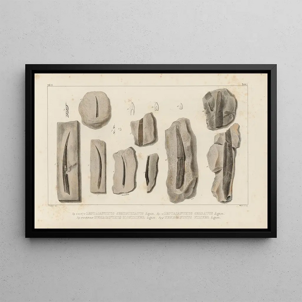 Louis Agassiz - Recherches sur les poissons fossiles Pl280.webp