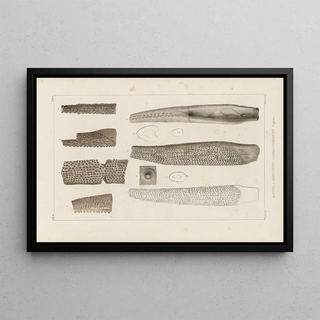 Louis Agassiz - Recherches sur les poissons fossiles Pl281.webp