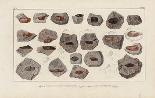 Louis Agassiz - Recherches sur les poissons fossiles Pl292.webp